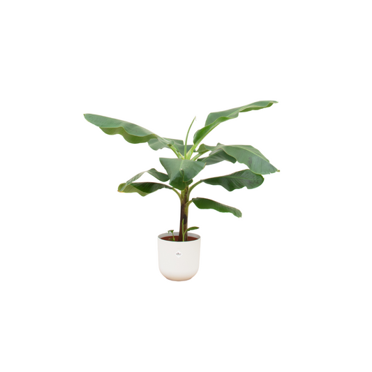 Combi deal - Bananenpflanze (Musa) inklusive elho Jazz Round Weiß Ø23 – 100 cm
