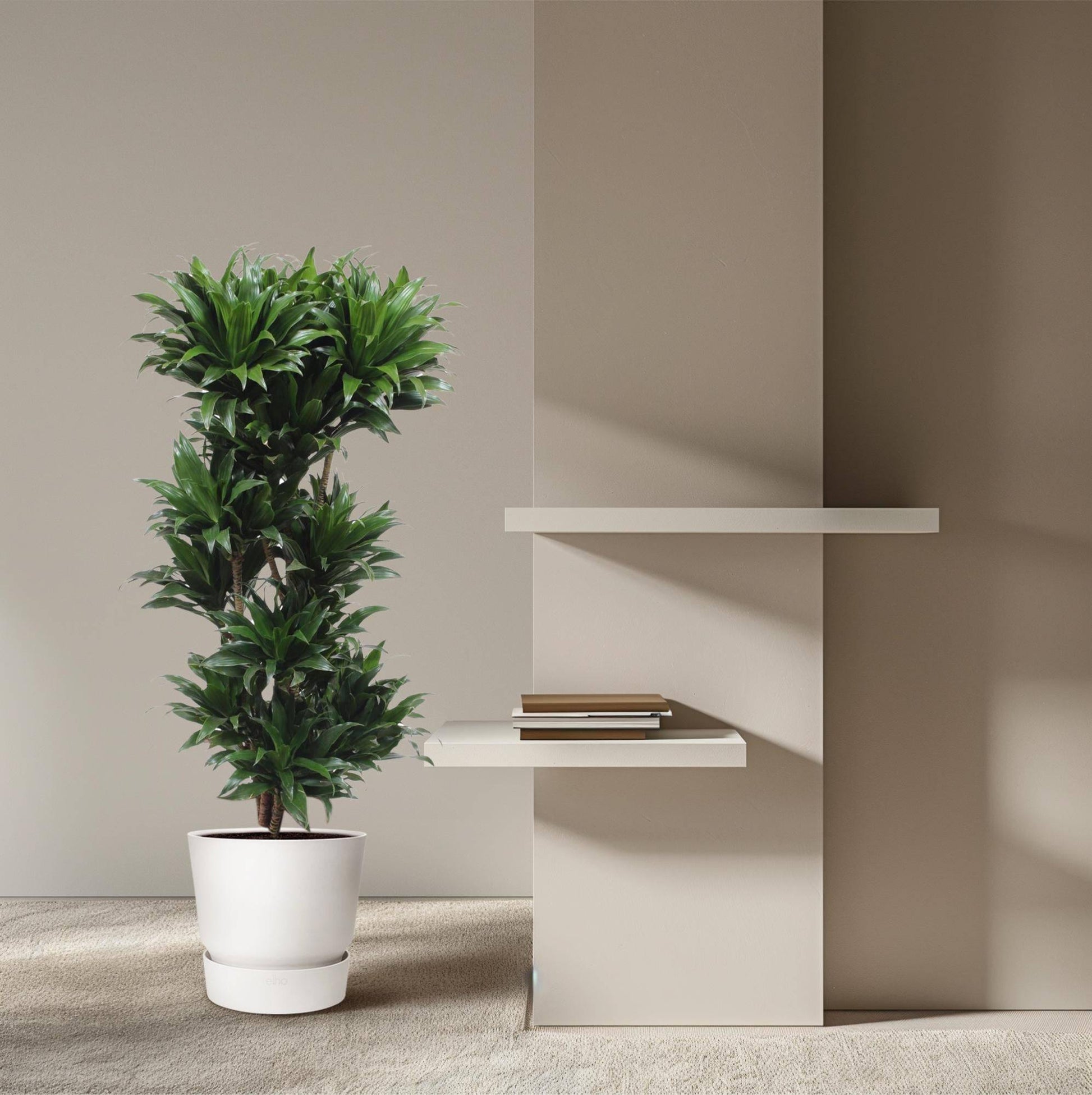 Dracaena compacta – 140 cm – ø30 - Botanic-Vibes