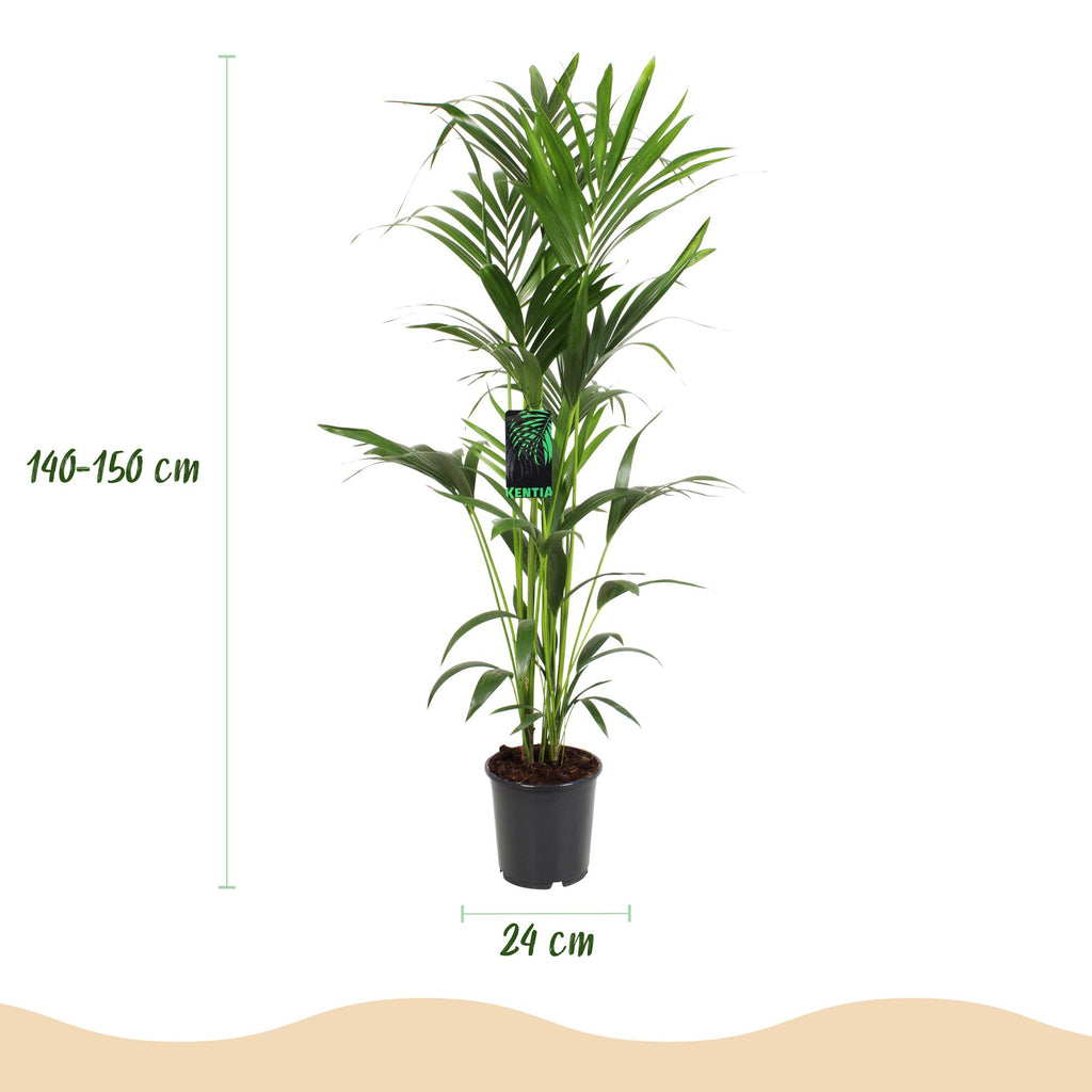 Howea Forsteriana, Kentia-Palme, Wenig Pflege, Grün, 1 Pflanze, Topf 24 cm, 140-150 cm