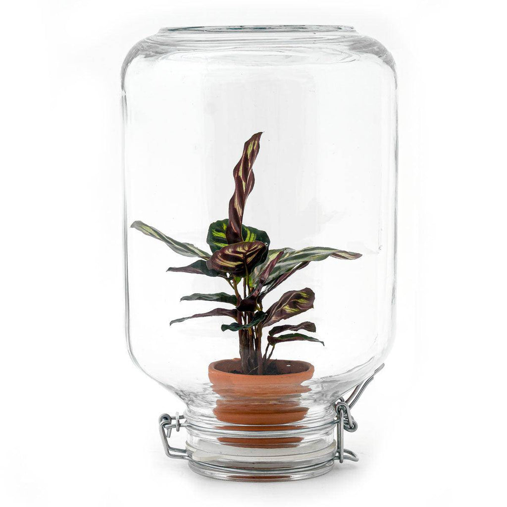 Easyplant – Calathea makoyana - Botanic-Vibes
