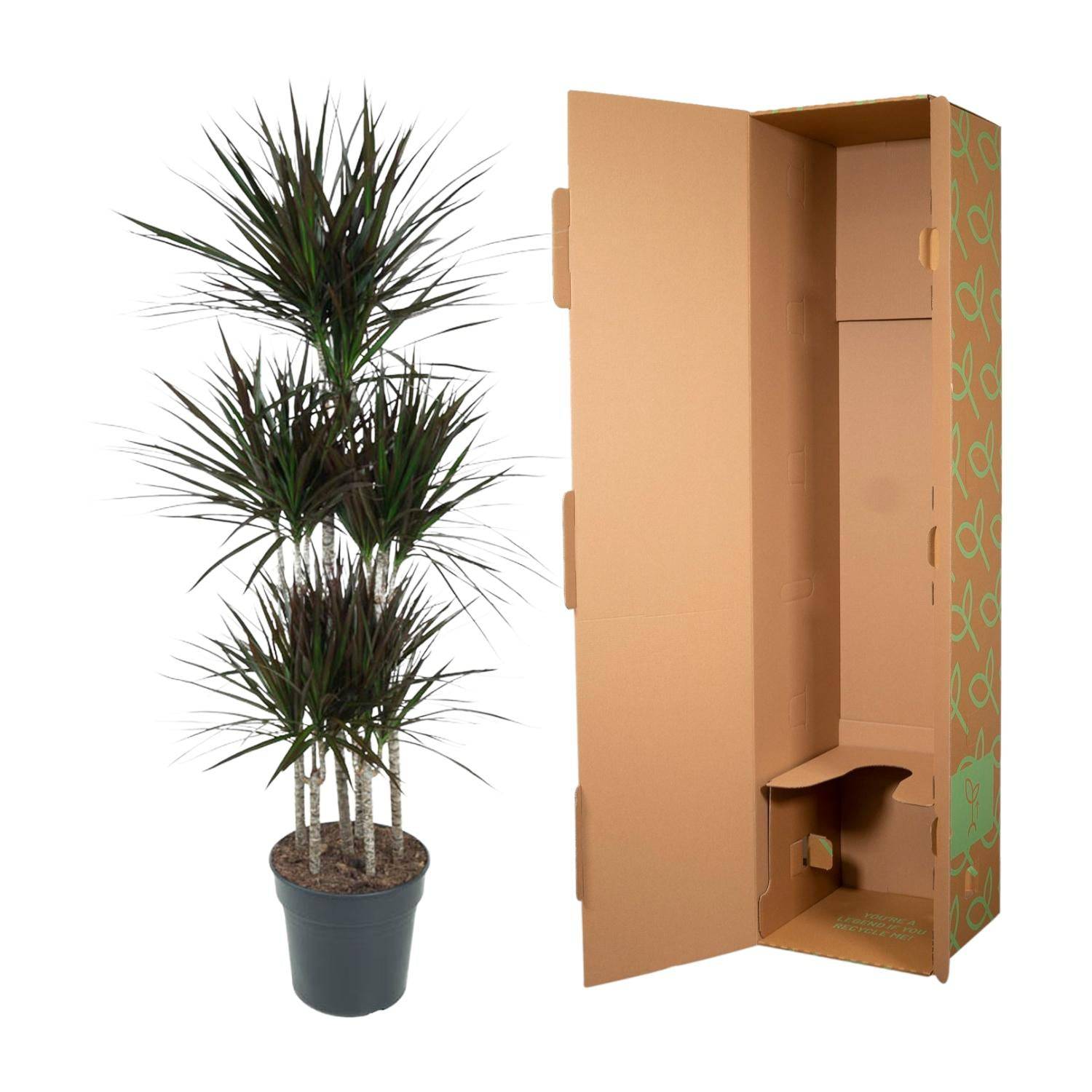 Dracaena Magenta Carrousel – 150 cm – Ø31 - Botanic-Vibes