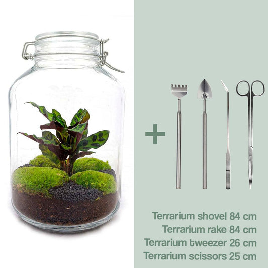 Flaschengarten – Calathea – 28 cm – Standardausführung