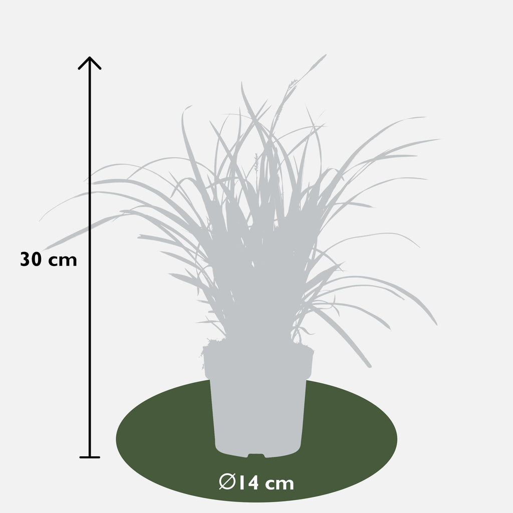 Carex morrowii 'Ice Dance', Ø14 cm, 30 cm