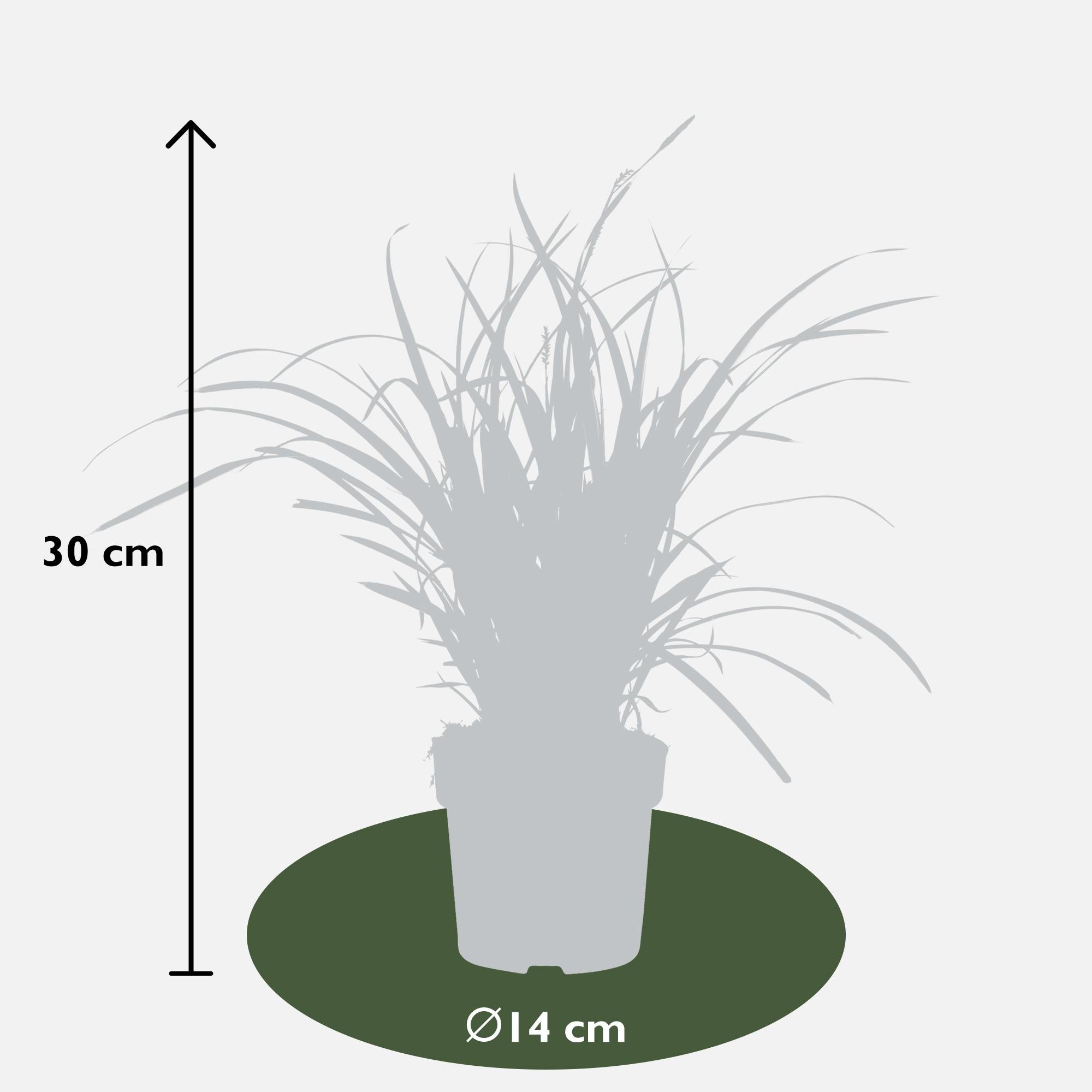 Carex morrowii 'Ice Dance', Ø14 cm, 30 cm