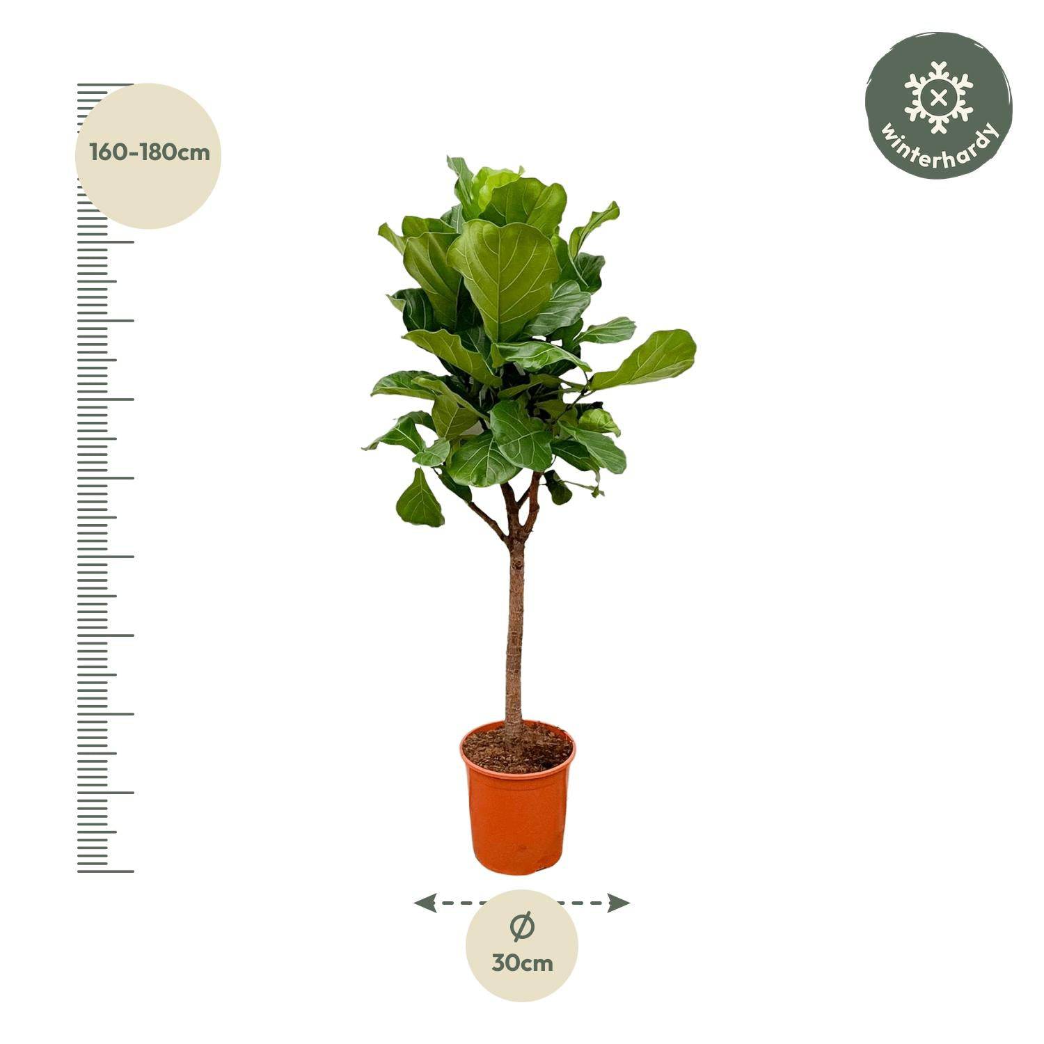 Ficus lyrata Baum – 180 cm – Ø30 - Botanic-Vibes