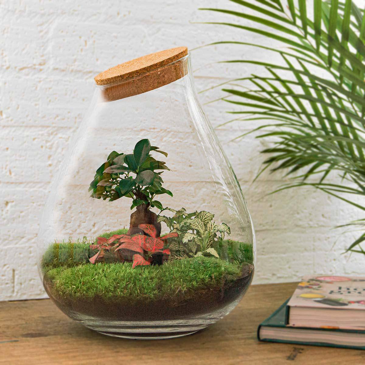 Flaschengarten - Drop XL - Botanic-Vibes