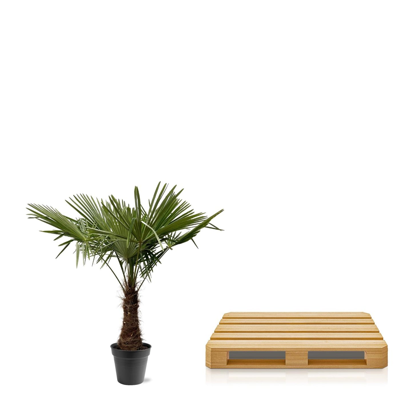 Trachycarpus fortuneii – 220–240cm – Ø45