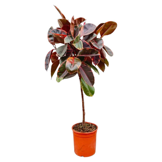 Ficus elastica 'Belize' auf Stamm – 130 cm – Ø24 - Botanic-Vibes