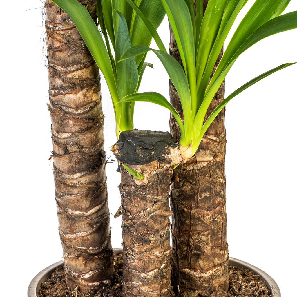 Yucca Elephantipes mit Korb Ø24 cm, 120-140 cm