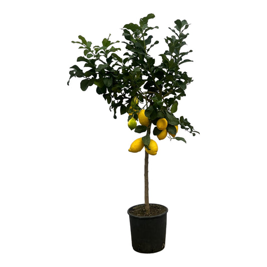 Citrus Lemon (Zitronenbaum) – 150 cm – Ø24