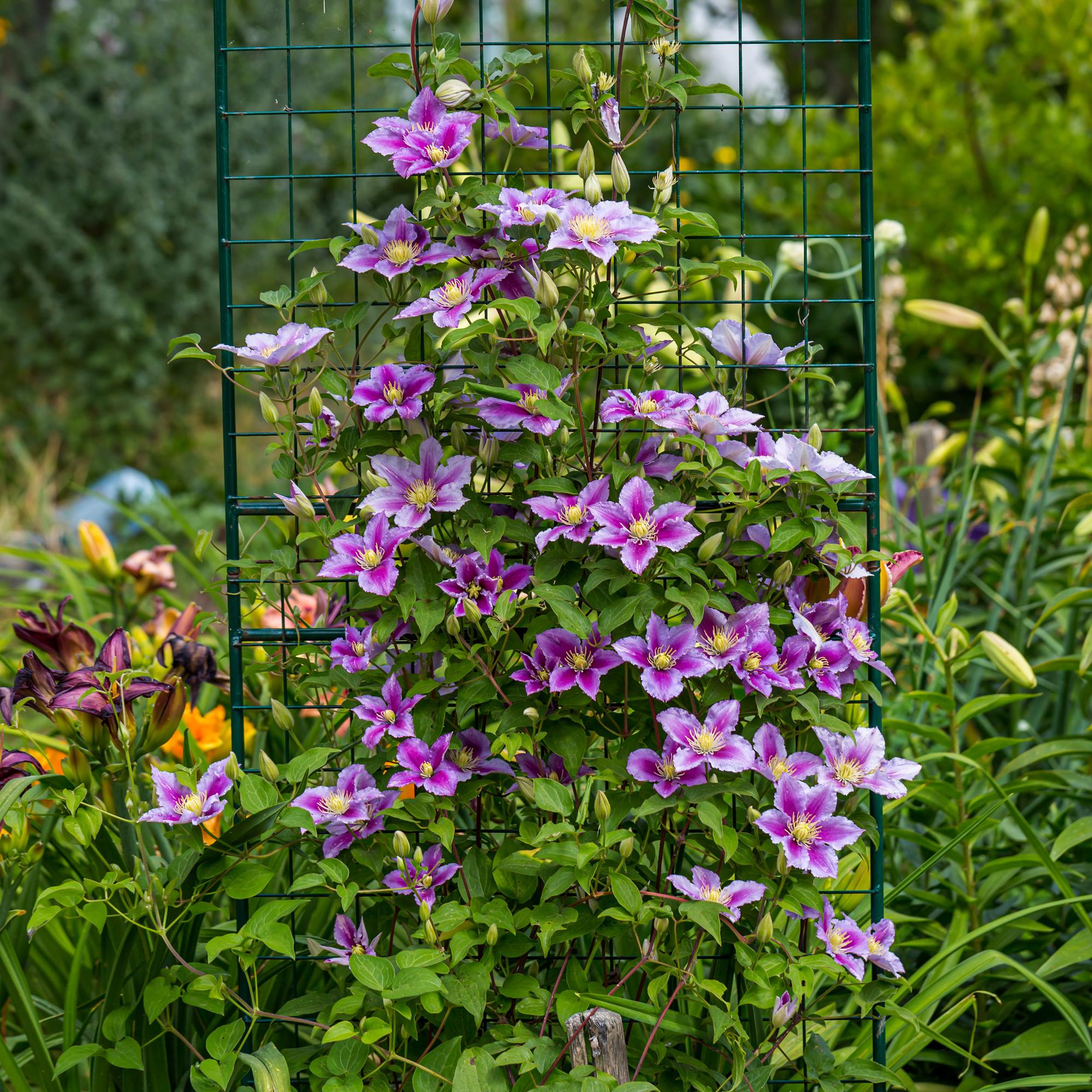 Kletterpflanze, Clematis Piilu, Blüte Rosa, Wenig Pflege, 2 Pflanzen, Topf 11 cm 40 cm