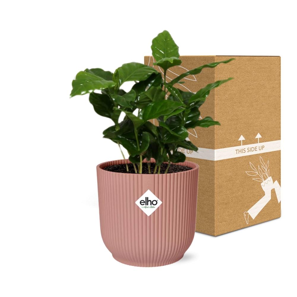 Coffea Arabica im ELHO Vibes Fold, 14 cm, rosa