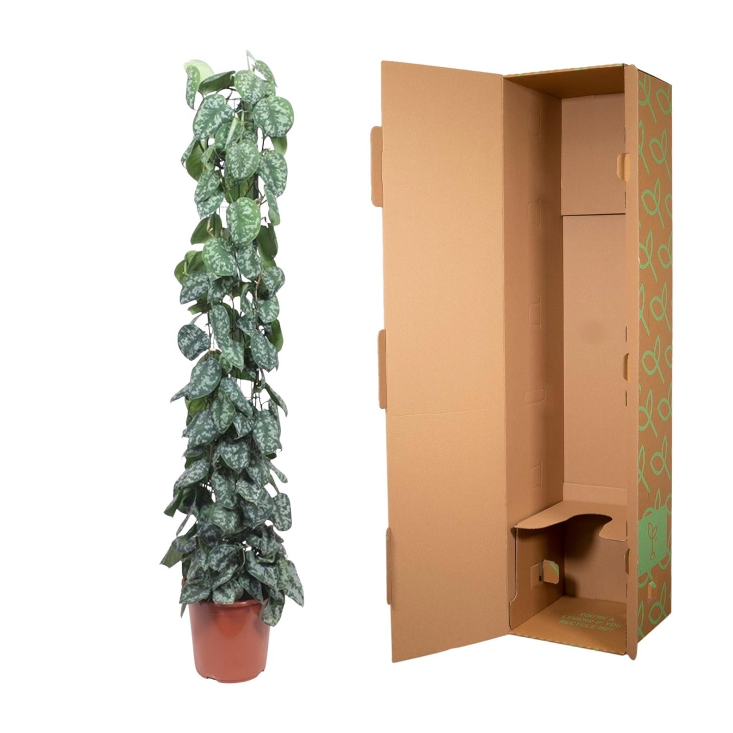 Scindapsus pictus Trebie – mit Gitter – 160 cm – Ø27