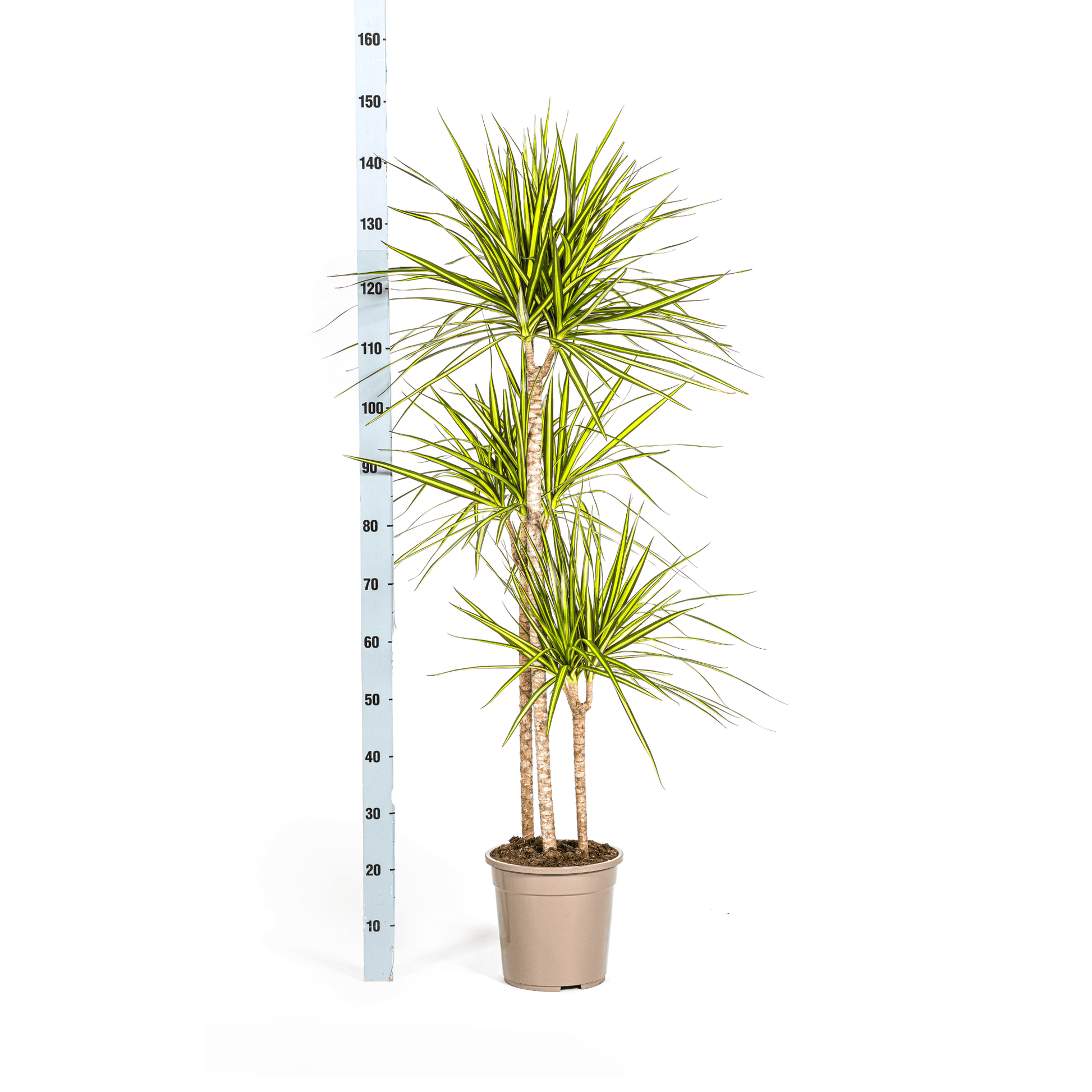 Dracaena Marginata Sunray Ø24cm - ↕130 - 150cm - Botanic-Vibes