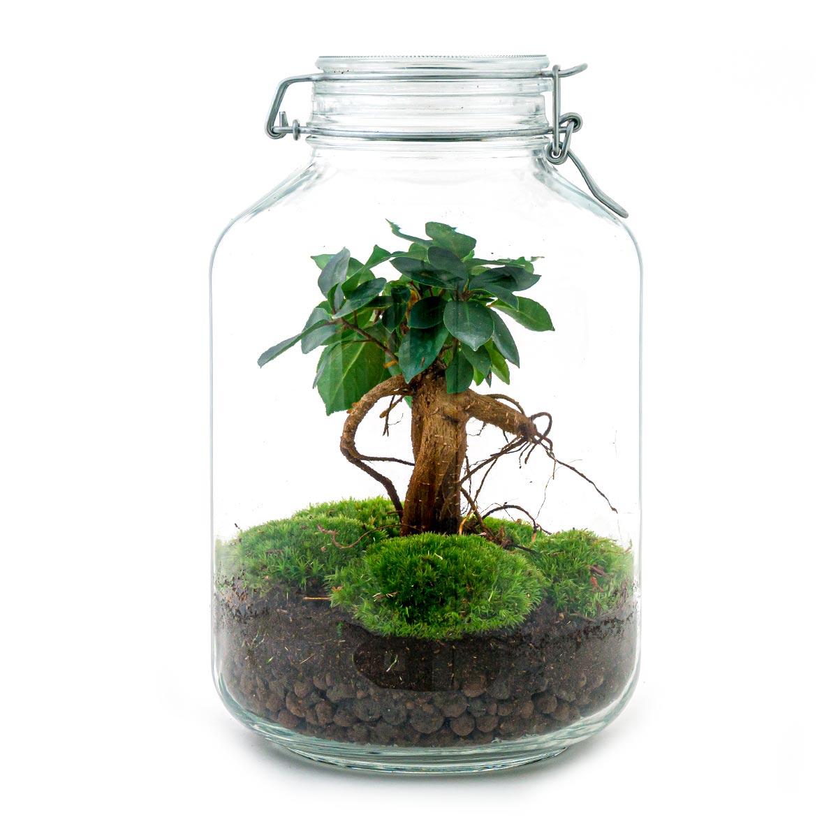 Flaschengarten – Ficus Ginseng Bonsai – 28 cm – Rechen + Schaufel + Pinzette
