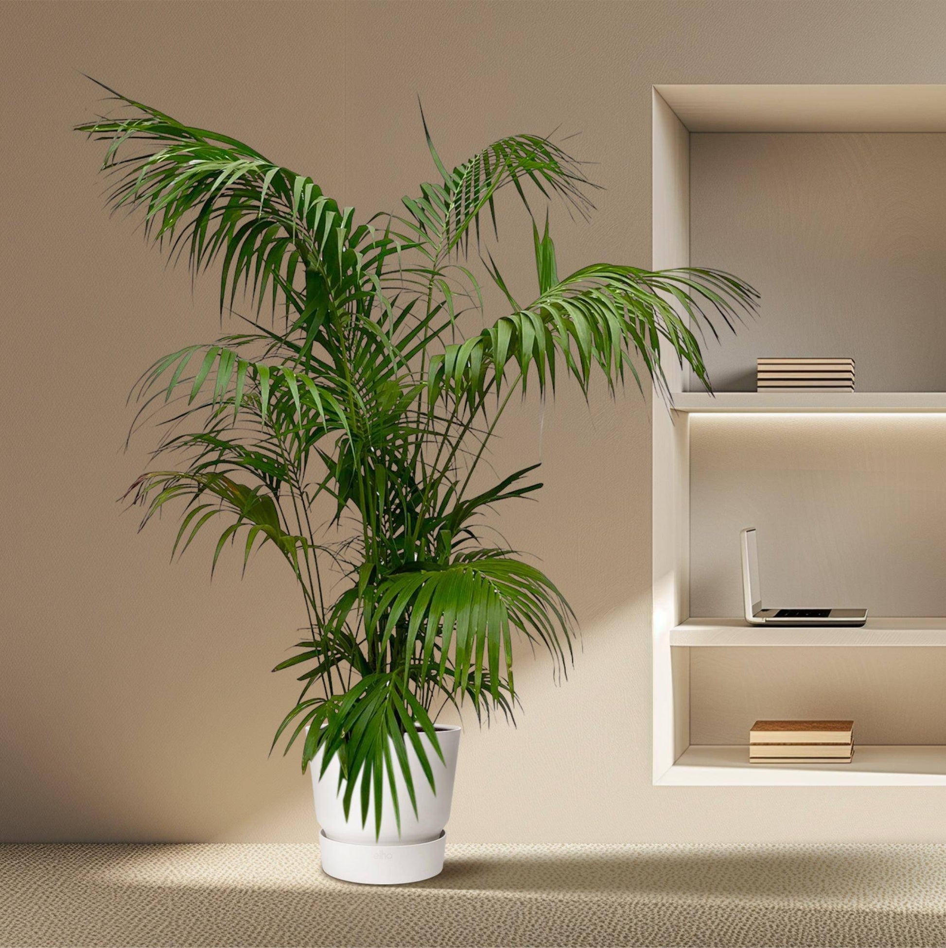 Kentia palm XXL – 260 cm – Ø35 - Botanic-Vibes