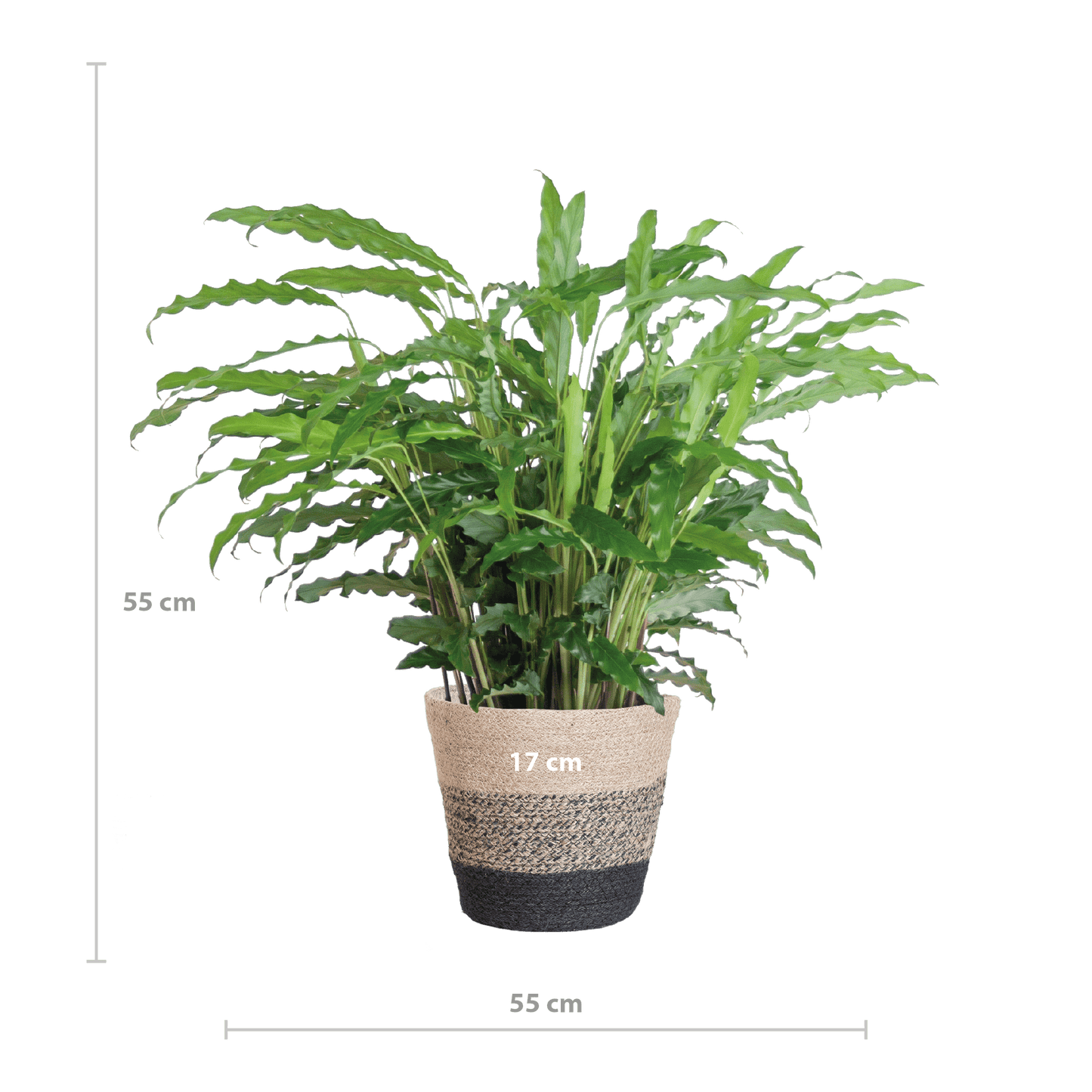 Calathea Rufibarba mit Korb Lissabon schwarz - 55cm - Ø17 - Botanic-Vibes