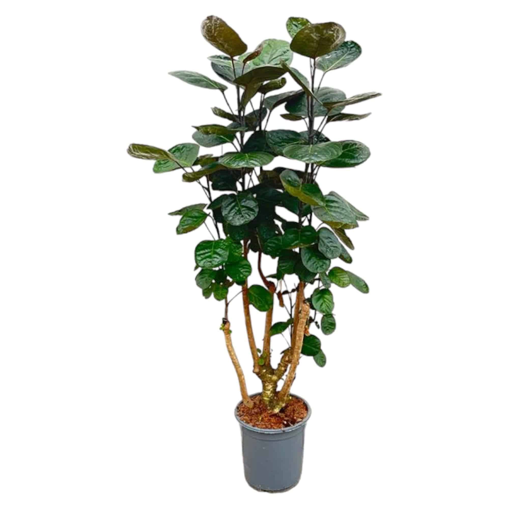 Polyscias fabian – 130 cm – Ø24 - Botanic-Vibes