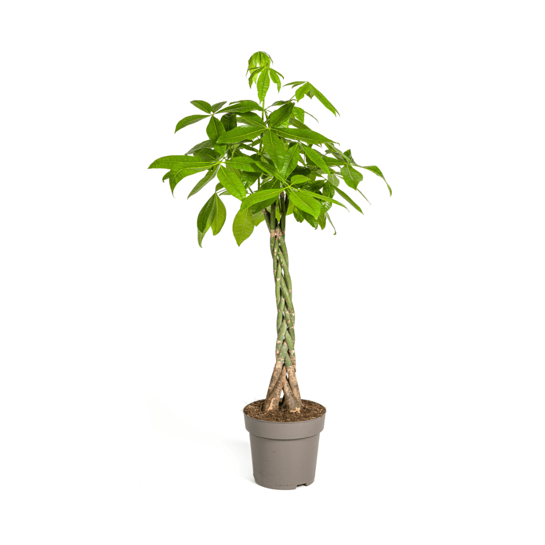 Pachira Aquatica Ø27cm - ↕130 - 150cm - Botanic-Vibes