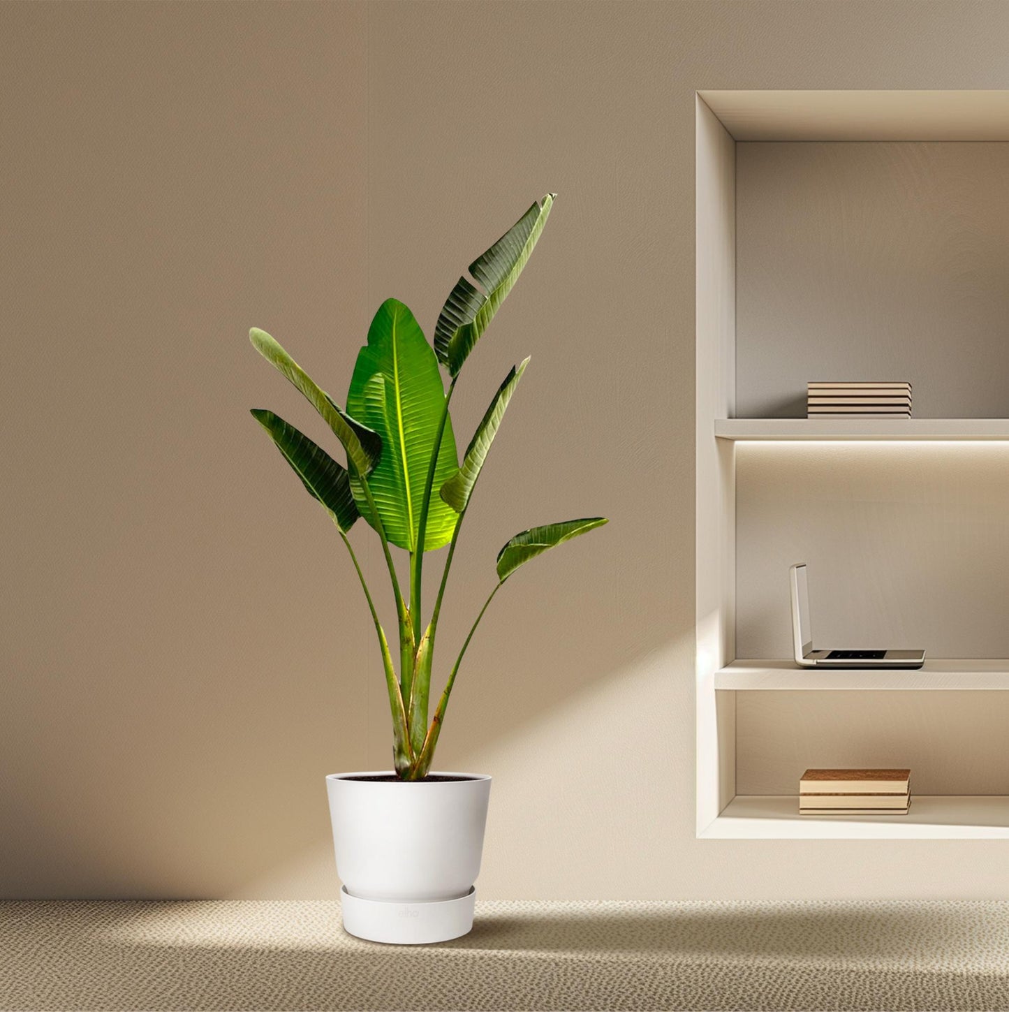 Strelitzia augusta – 180cm – Ø30