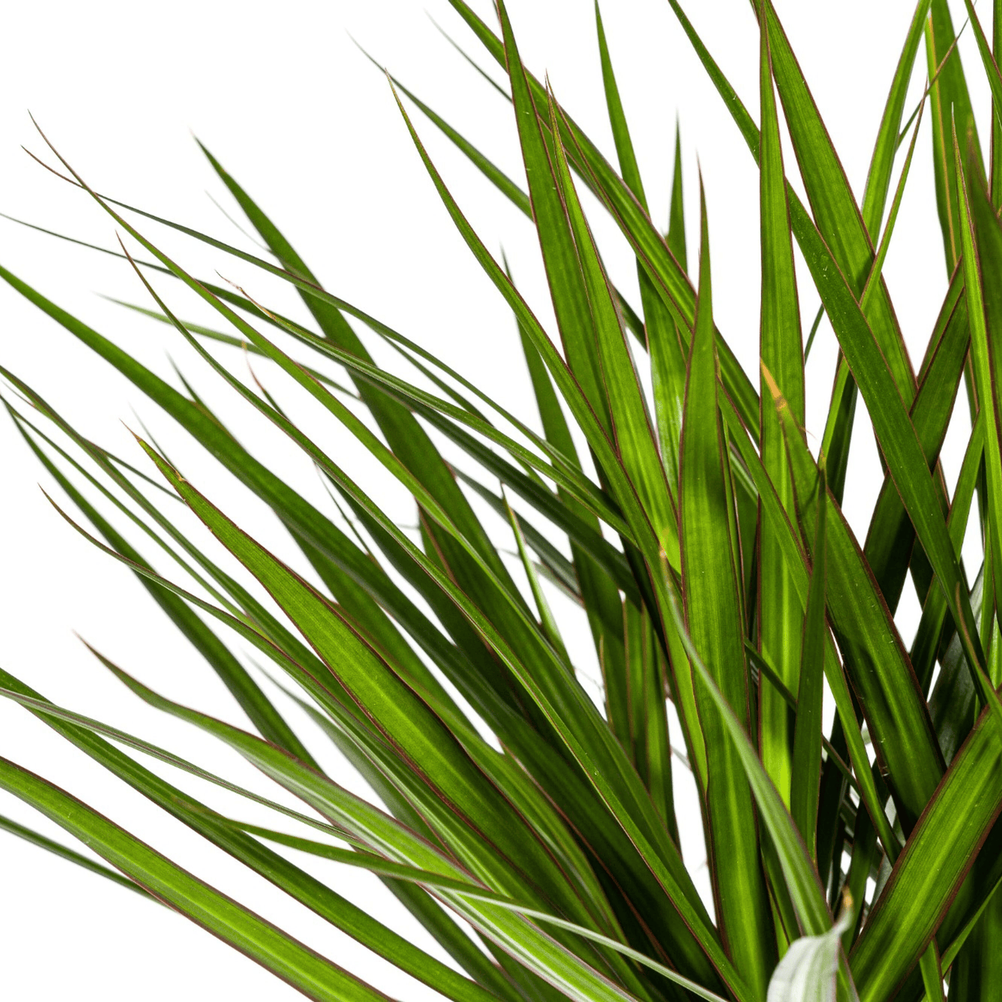 Dracaena Marginata Green Ø24cm - ↕130 - 150cm - Botanic-Vibes