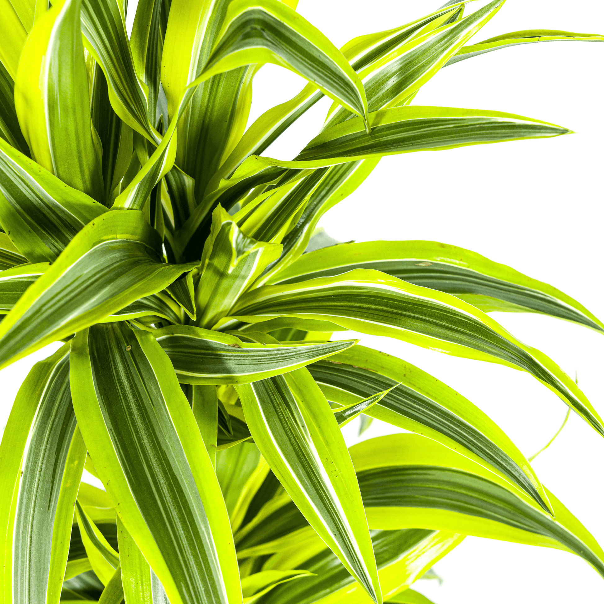 Dracaena Deremensis Lemon Lime Ø19cm - ↕70 - 90cm - Botanic-Vibes