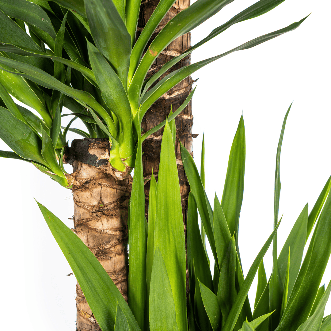 Yucca Elephantipes Ø27cm - ↕150 - 170cm - Botanic-Vibes