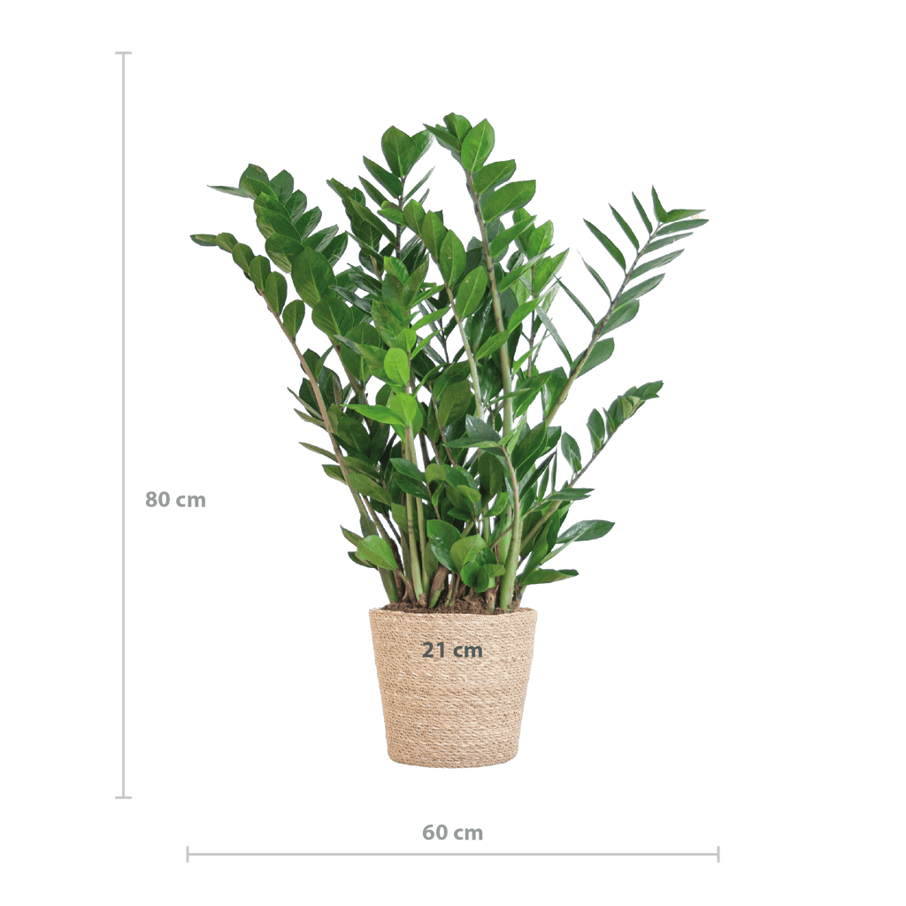 Zamioculcas Zamiifolia mit Sofia-Korb natur  - 80cm - Ø21 - Botanic-Vibes