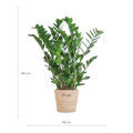 Zamioculcas Zamiifolia mit Sofia-Korb natur  - 80cm - Ø21 - Botanic-Vibes