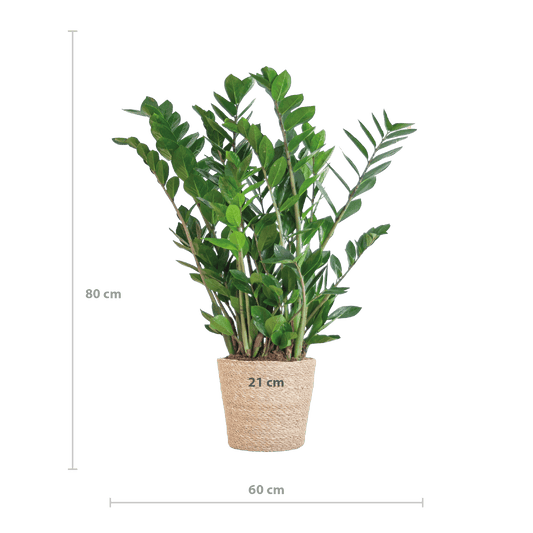Zamioculcas Zamiifolia mit Sofia-Korb natur  - 80cm - Ø21 - Botanic-Vibes