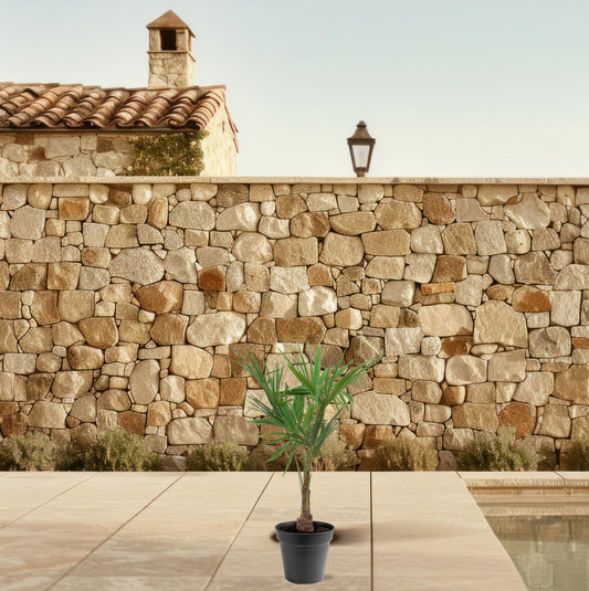 Trachycarpus fortunei – 90–100cm – Ø21