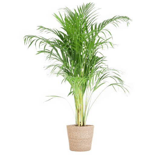 Areca Palm (Dypsis) mit Sofia-Korb natur - 100cm - Ø21 - Botanic-Vibes
