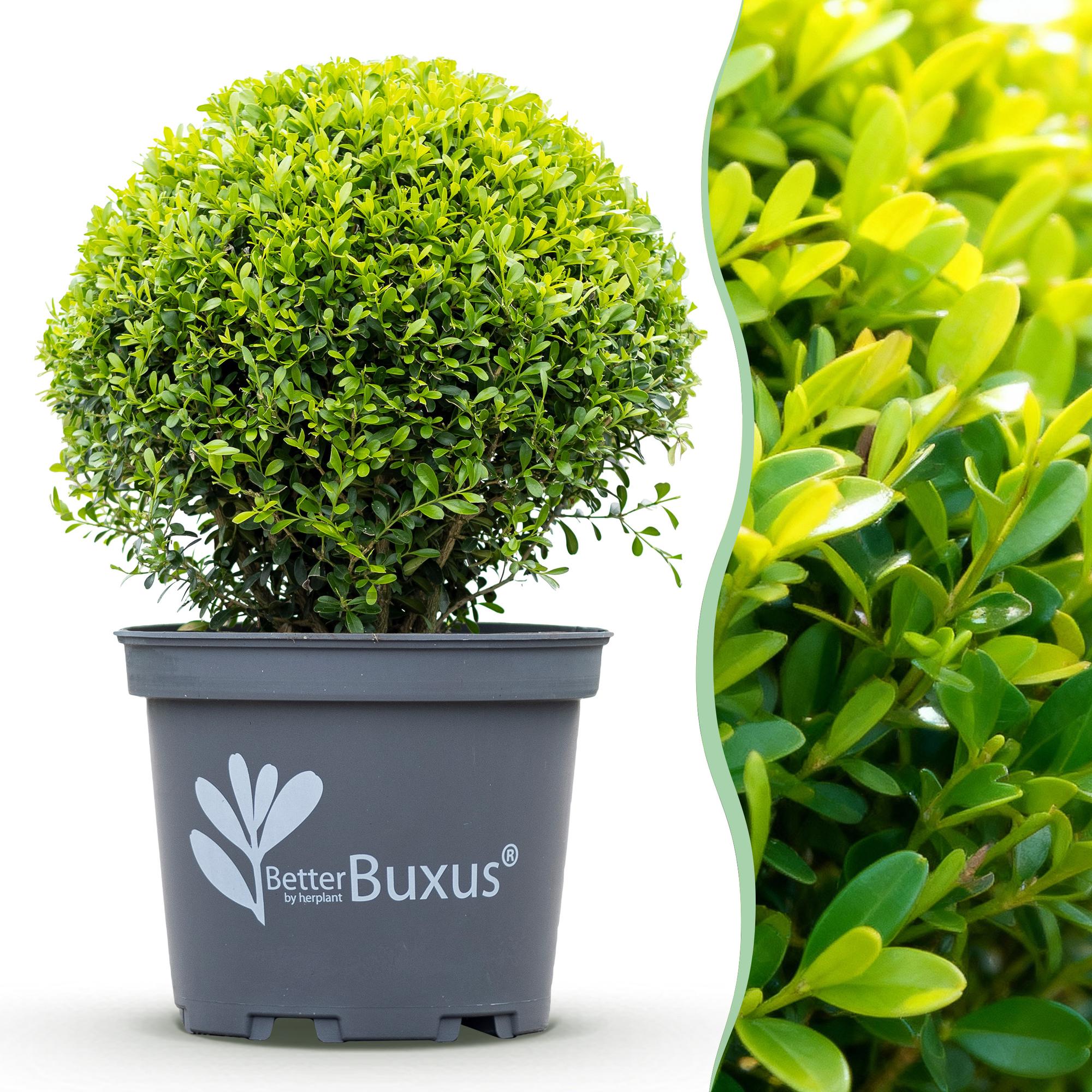 Buxus Kugel, BetterBuxus Skylight, Resistent gegen Buxusmehltau, 1 Pflanze, Topf 26 cm Kugel 30 cm