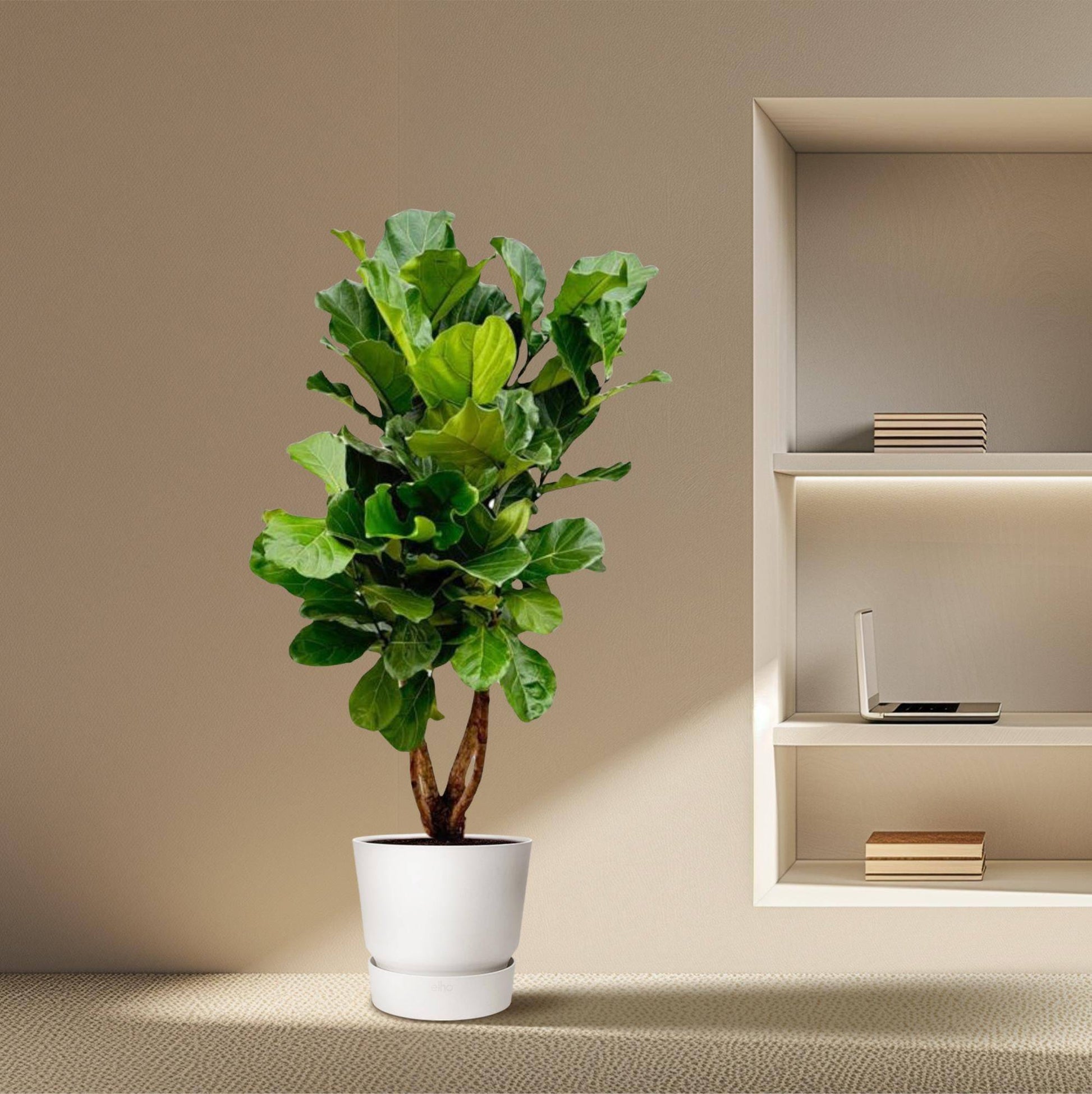 Ficus Lyrata verzweigt XL – 190 cm – Ø32 - Botanic-Vibes