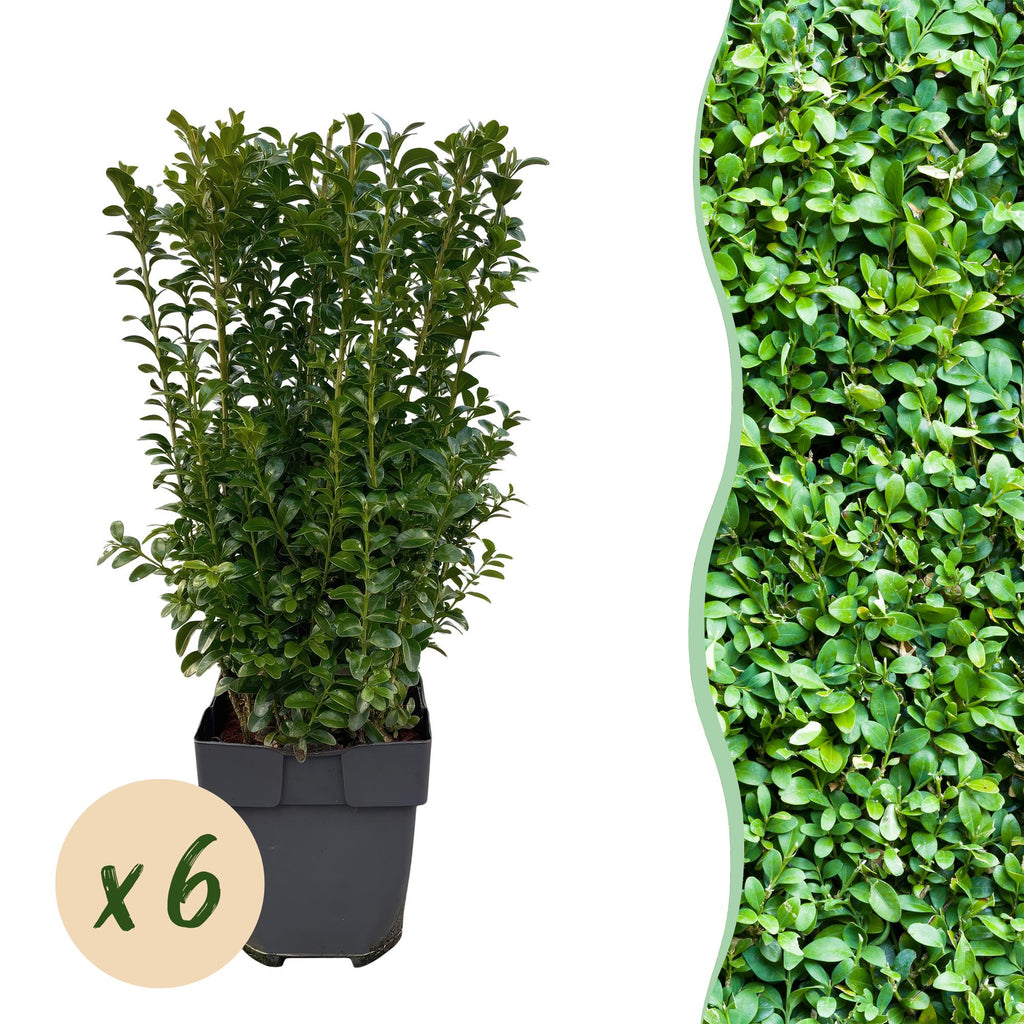 Heckenpflanzen, Buxus sempervirens, Blatt grün, 6 Pflanzen, 1 laufender Meter, immergrün, Topf 17 cm 45 cm