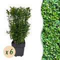 Heckenpflanzen, Buxus sempervirens, Blatt grün, 6 Pflanzen, 1 laufender Meter, immergrün, Topf 17 cm 45 cm