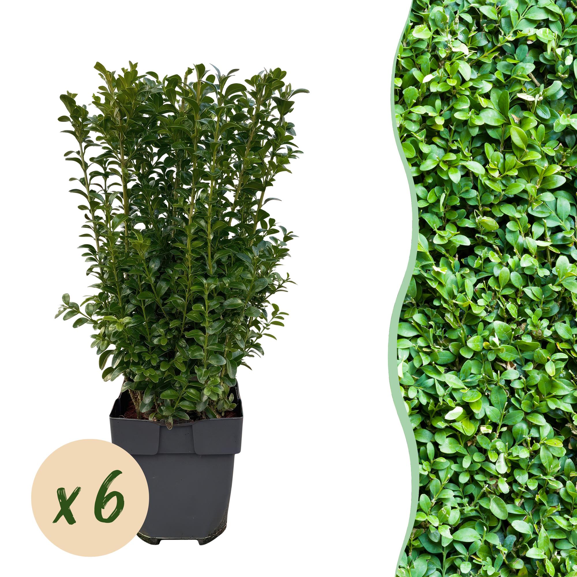 Heckenpflanzen, Buxus sempervirens, Blatt grün, 6 Pflanzen, 1 laufender Meter, immergrün, Topf 17 cm 45 cm