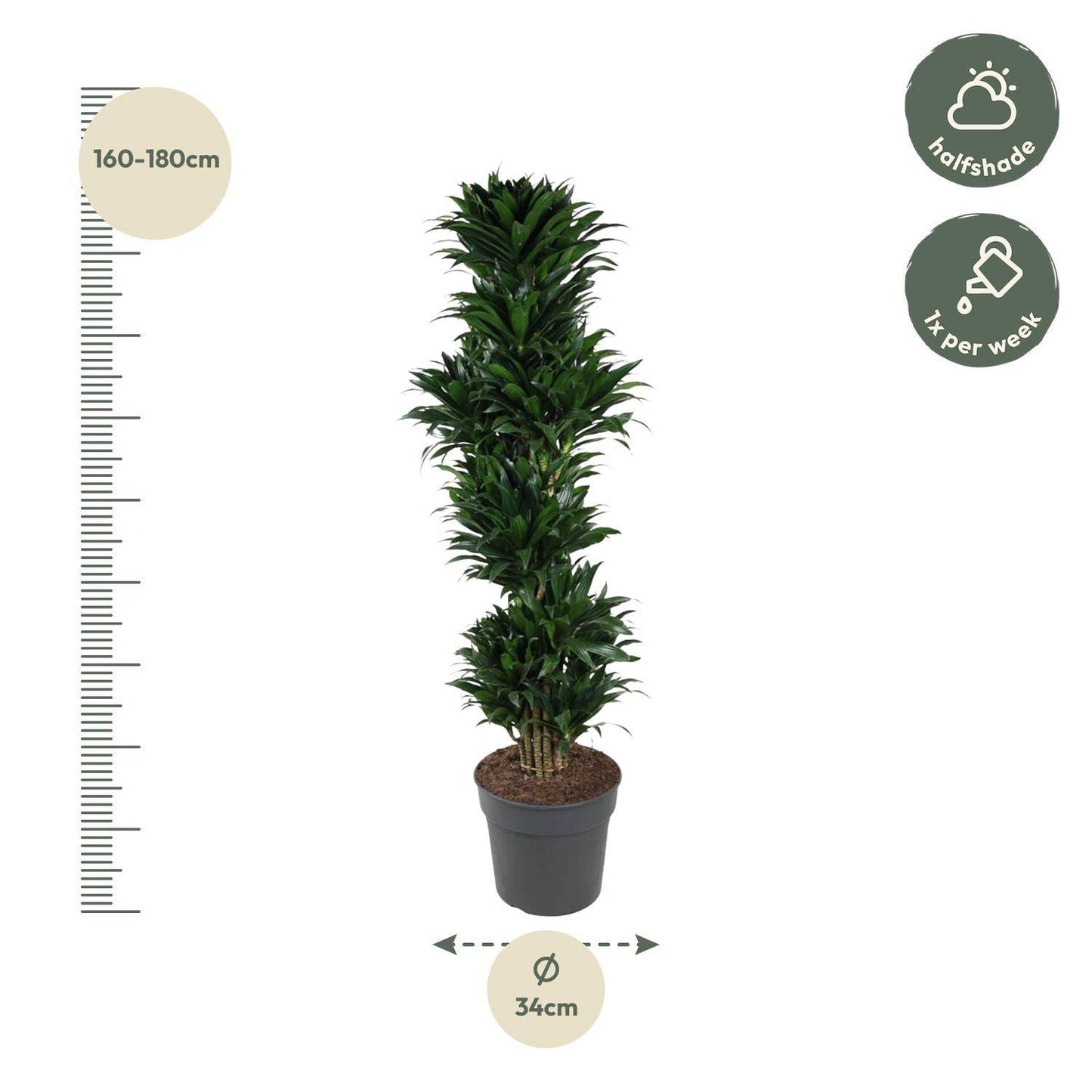 Dracaena compacta verzweigt – 170 cm – ø34 - Botanic-Vibes