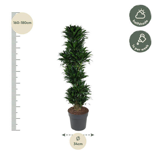 Dracaena compacta verzweigt – 170 cm – ø34 - Botanic-Vibes