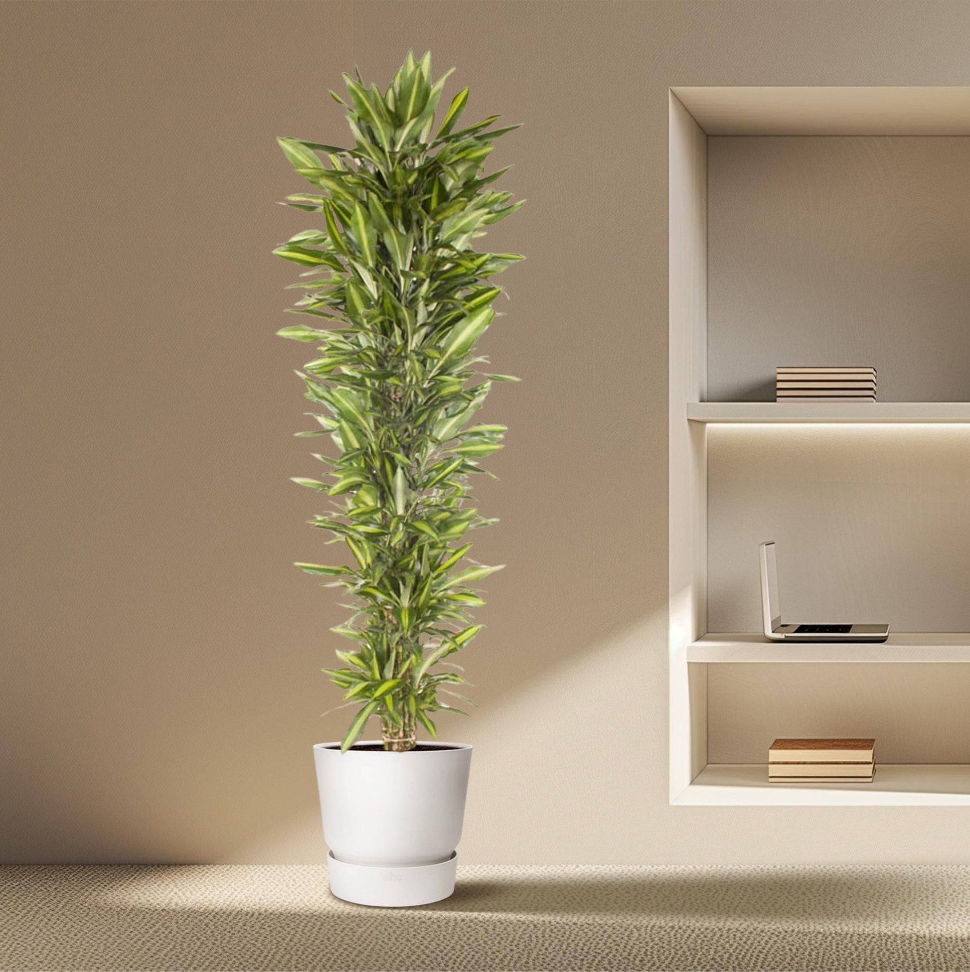 Dracaena cintho verzweigt – 210 cm – ø40 - Botanic-Vibes