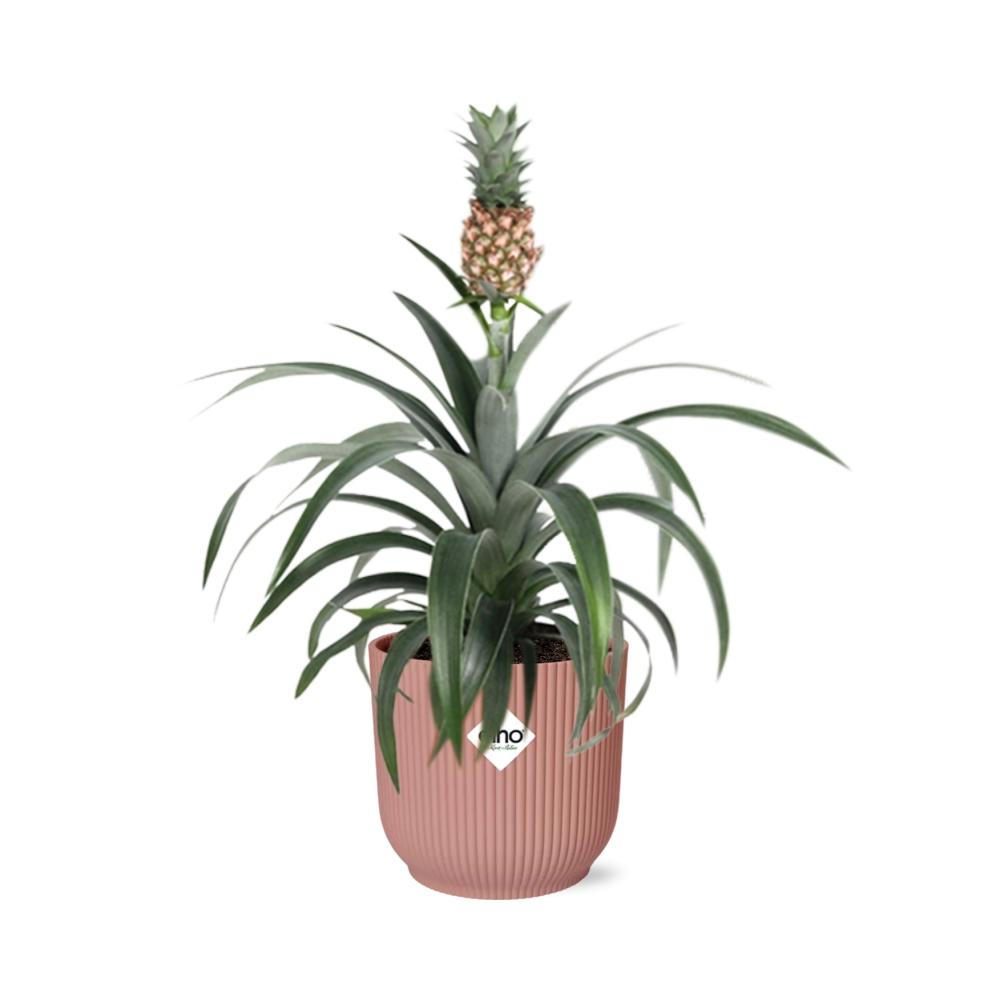 Mother's Day, Ananas Mi Amigo im ELHO Vibes Fold, 14 cm, rosa