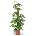 Green boutiQ, Zimmerpflanze, Mini, Fensterblatt, Monstera Minima Moosstab, Grün, Pflegeleicht, Topf 19cm, Höhe 90cm