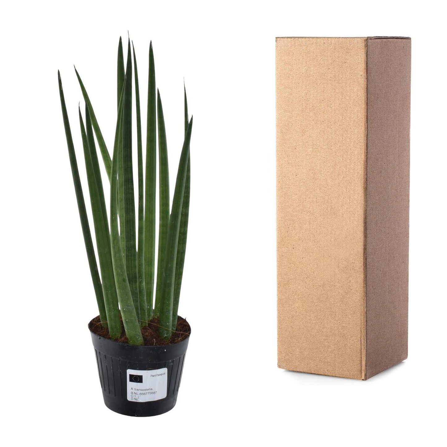 Sansevieria cylindrica 'Bacularis' / Mikado – 38 cm – Ø10,5