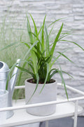 3x, Carex morrowii 'Irish Grün', 30 cm, Ø14 cm