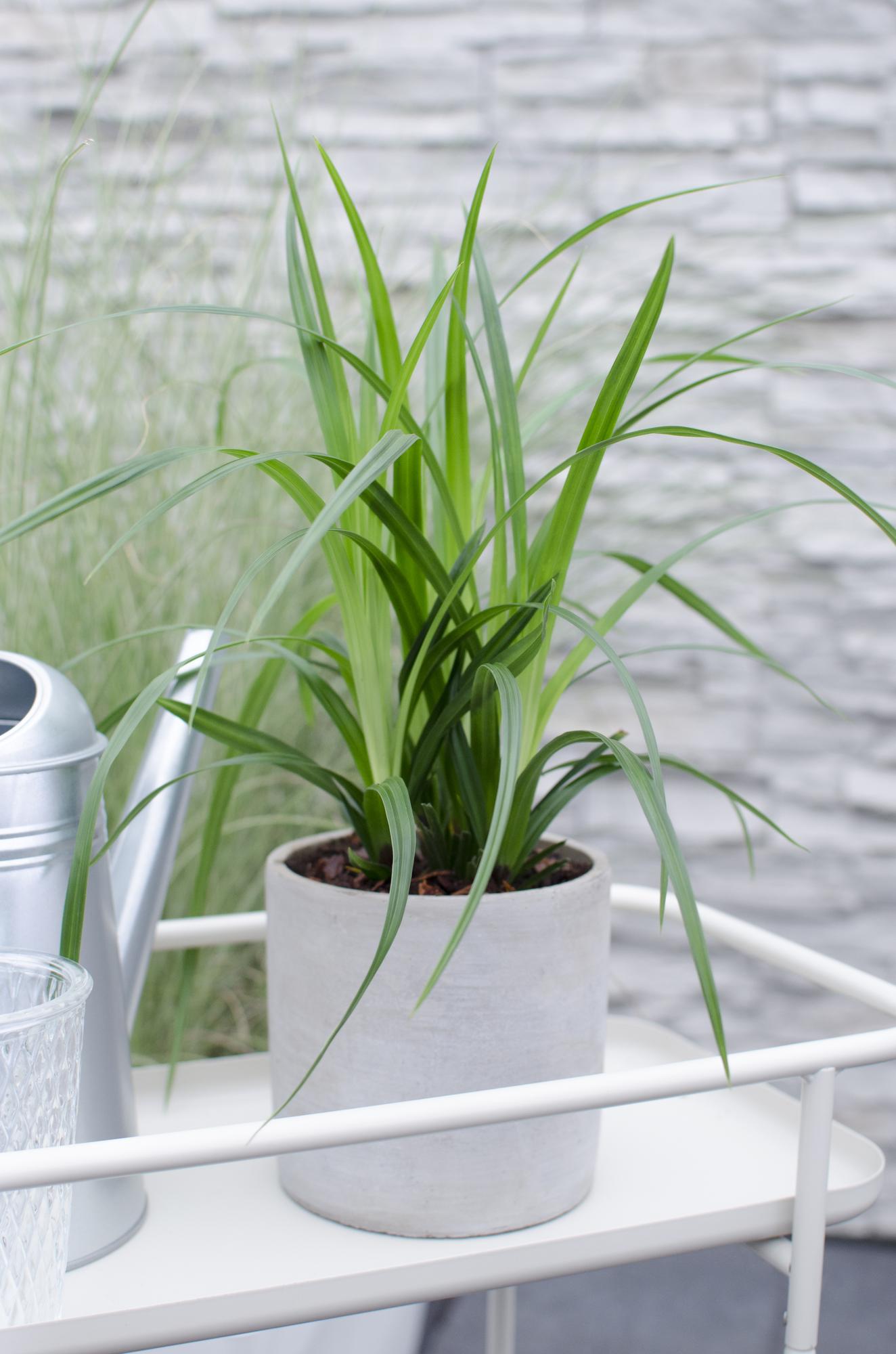 3x, Carex morrowii 'Irish Grün', 30 cm, Ø14 cm