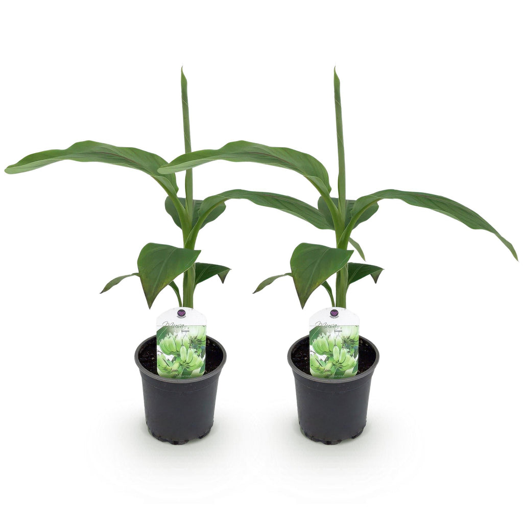 GreenboutiQ, Obstpflanze, Bananenpflanze, Musa Basjoo, Winterhart, Topf 12cm Höhe 30cm
