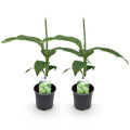 GreenboutiQ, Obstpflanze, Bananenpflanze, Musa Basjoo, Winterhart, Topf 12cm Höhe 30cm