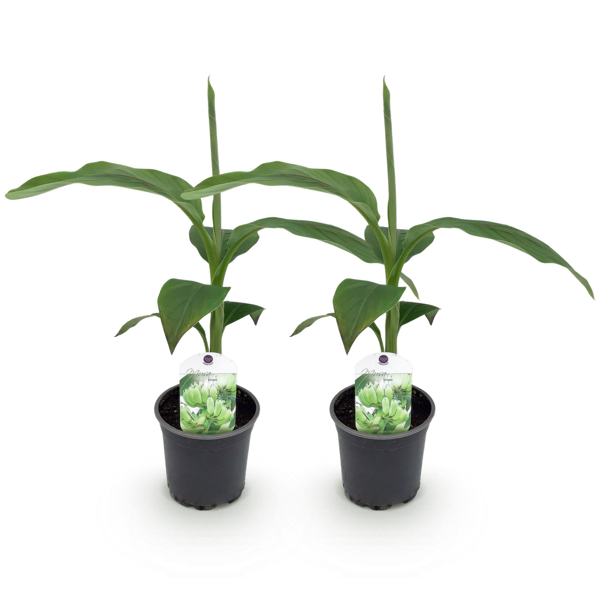 GreenboutiQ, Obstpflanze, Bananenpflanze, Musa Basjoo, Winterhart, Topf 12cm Höhe 30cm