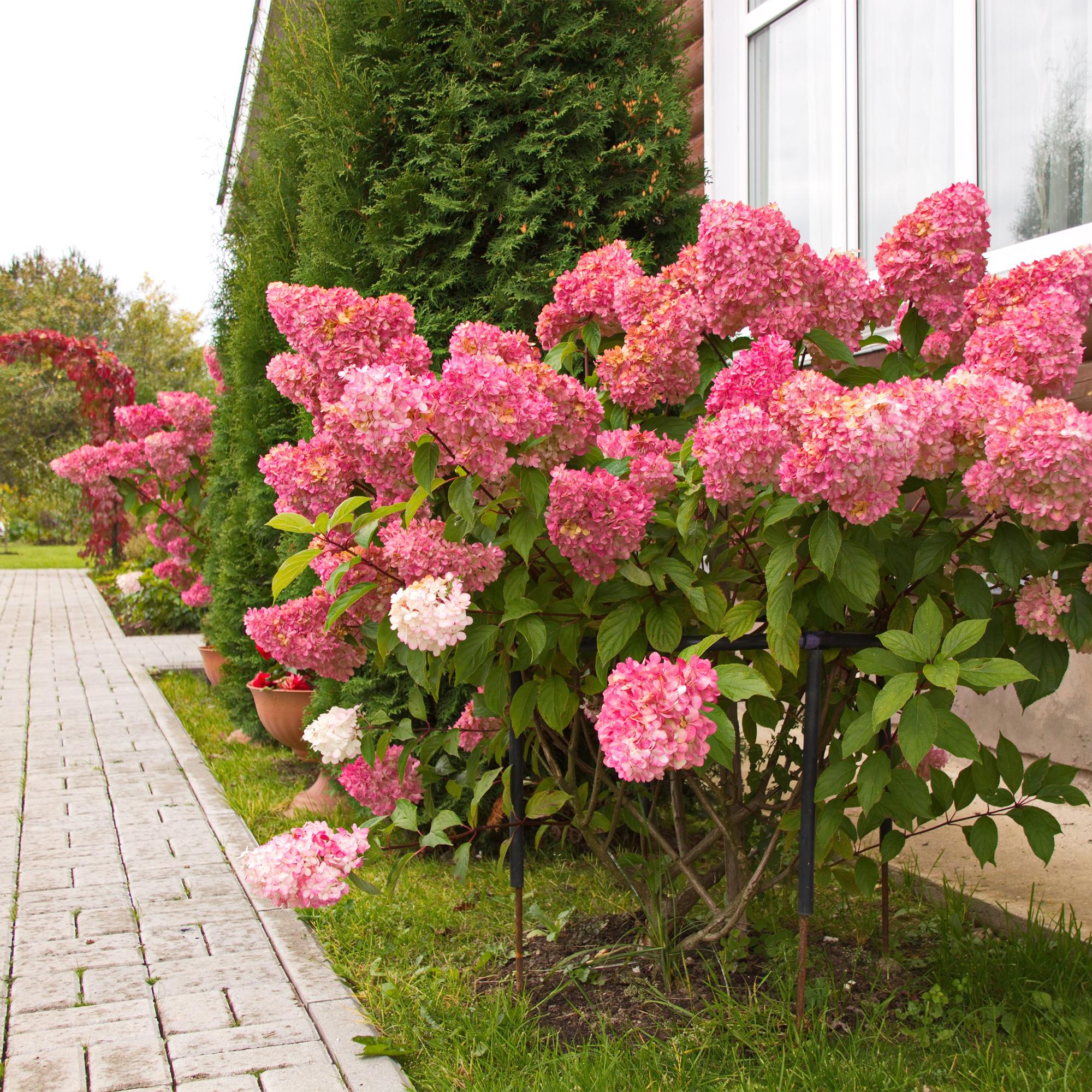 Rispenhortensie, Hydrangea panniculata Vanille Fraise, Blüte Weiß Rosa, 3 Pflanzen 1 m², Laubabwerfend, Große Blüten, Topf 17 cm 50 cm