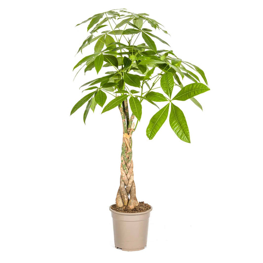 Pachira Aquatica Ø21cm - ↕90 - 110cm - Botanic-Vibes